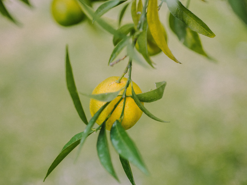 Meyer Lemon Olive Oil
