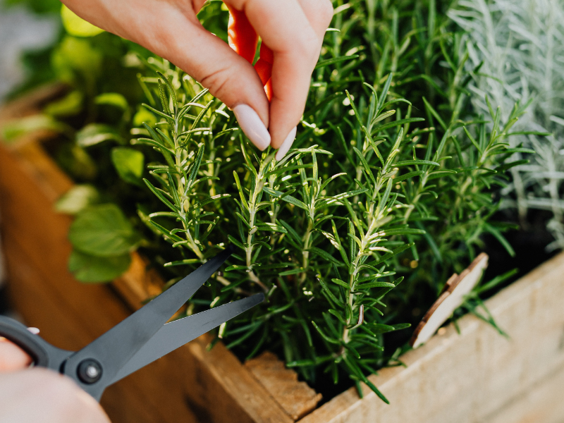 Rosemary Olive Oil